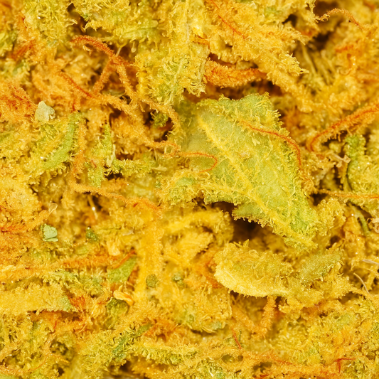 Orange Bud CBD – Sous-serre, Zeste et Énergie