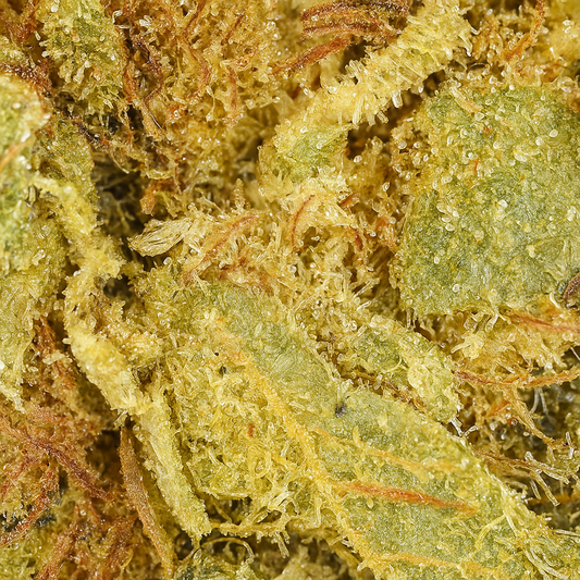 Lemon Haze CBD – Cultivée sous serre (Greenhouse)