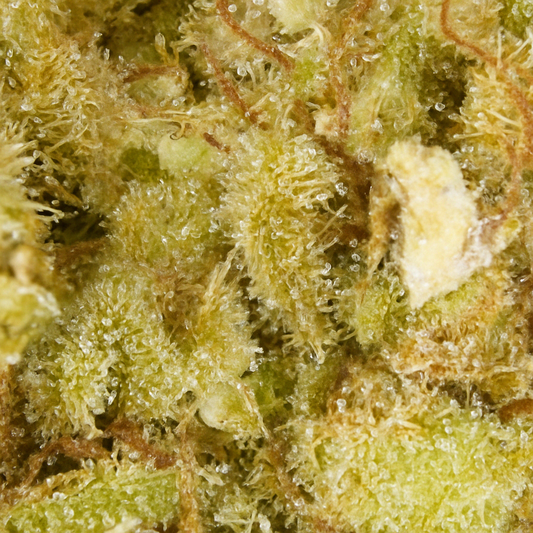 Northern Lights CBD (Indoor)