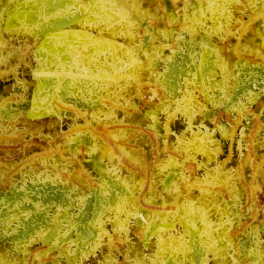 Fleurs de CBD L.A Cali – Cultivée en hydroponie