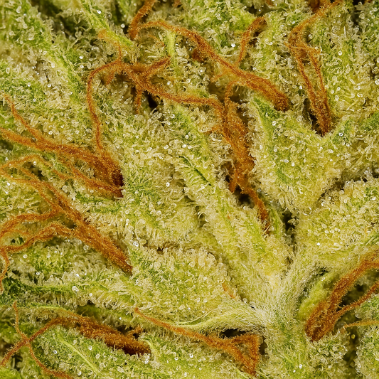 Fleurs de CBD Amnesia – Cultivée en intérieur (Indoor)