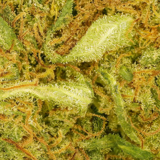 Fleurs de CBD White Widow – Cultivée en intérieur (Indoor)