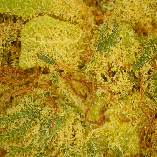 Fleurs de CBD Gelato – Cultivée sous-serre (Greenhouse)