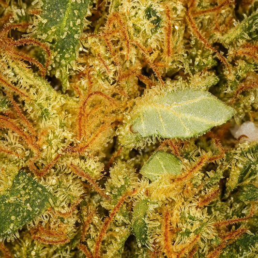 Gorilla Glue CBD [Indoor]