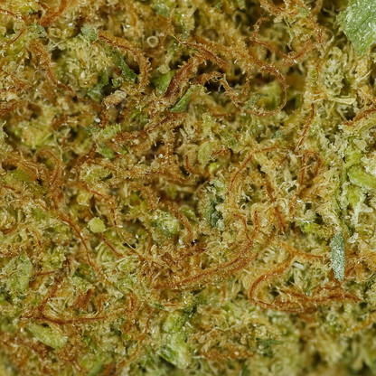 Kryptonite CBD [Hydroponique]