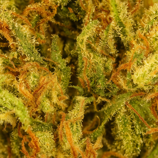 Cali Grape CBD [Indoor]